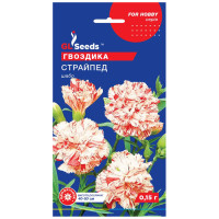 Dianthus Chabaud Striped 0,15 g