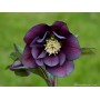Heleborus Double Ellen "Purple"