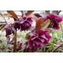 Heleborus Double Ellen "Purple"