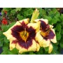 Hemerocallis Calico Jack
