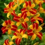 Hemerocallis Frans Hals