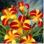 Hemerocallis Frans Hals