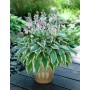 Hosta Antioch