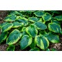 Hosta Frances Williams