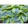 Hosta Frances Williams