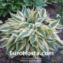 Hosta Lakeside Dragonfly
