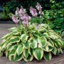 Hosta Wide Brim