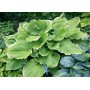 Hosta Winter Snow