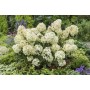 Hydrangea panic. PETITE® STAR 