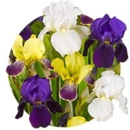 Iris Germanica 