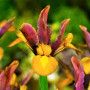 Iris Hollandica Bronze Beauty