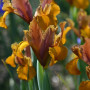 Iris Hollandica Bronze Beauty