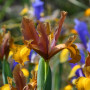 Iris Hollandica Bronze Beauty