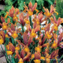 Iris Hollandica Bronze Beauty