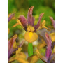 Iris Hollandica Bronze Queen