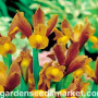 Iris Hollandica Bronze Queen