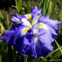 Iris Ensata Gusto