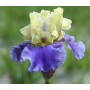 Iris Germanica Edith Wolford
