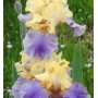 Iris Germanica Edith Wolford