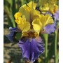 Iris Germanica Edith Wolford