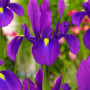 Iris Hollandica Purple Sensation