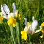 Iris Hollandica Symphony