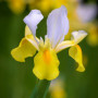 Iris Hollandica Symphony