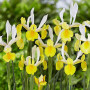 Iris Hollandica Symphony