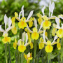 Iris Hollandica Symphony