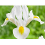 Iris Hollandica White Excelsior