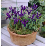 Iris reticulata J.S. Dijt