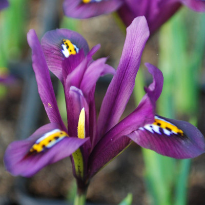 Iris reticulata J.S. Dijt