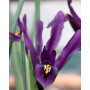 Iris reticulata J.S. Dijt