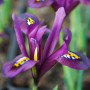Iris reticulata J.S. Dijt