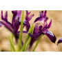 Iris reticulata J.S. Dijt