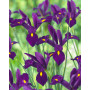 Iris Hollandica Purple Sensation