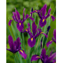 Iris Hollandica Purple Sensation
