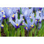Iris reticulata Gordon