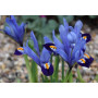 Iris reticulata Gordon