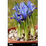 Iris reticulata Gordon