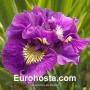 Iris Siberica Double Standard