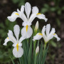 Iris Hollandica White Excelsior