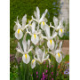Iris Hollandica White Excelsior