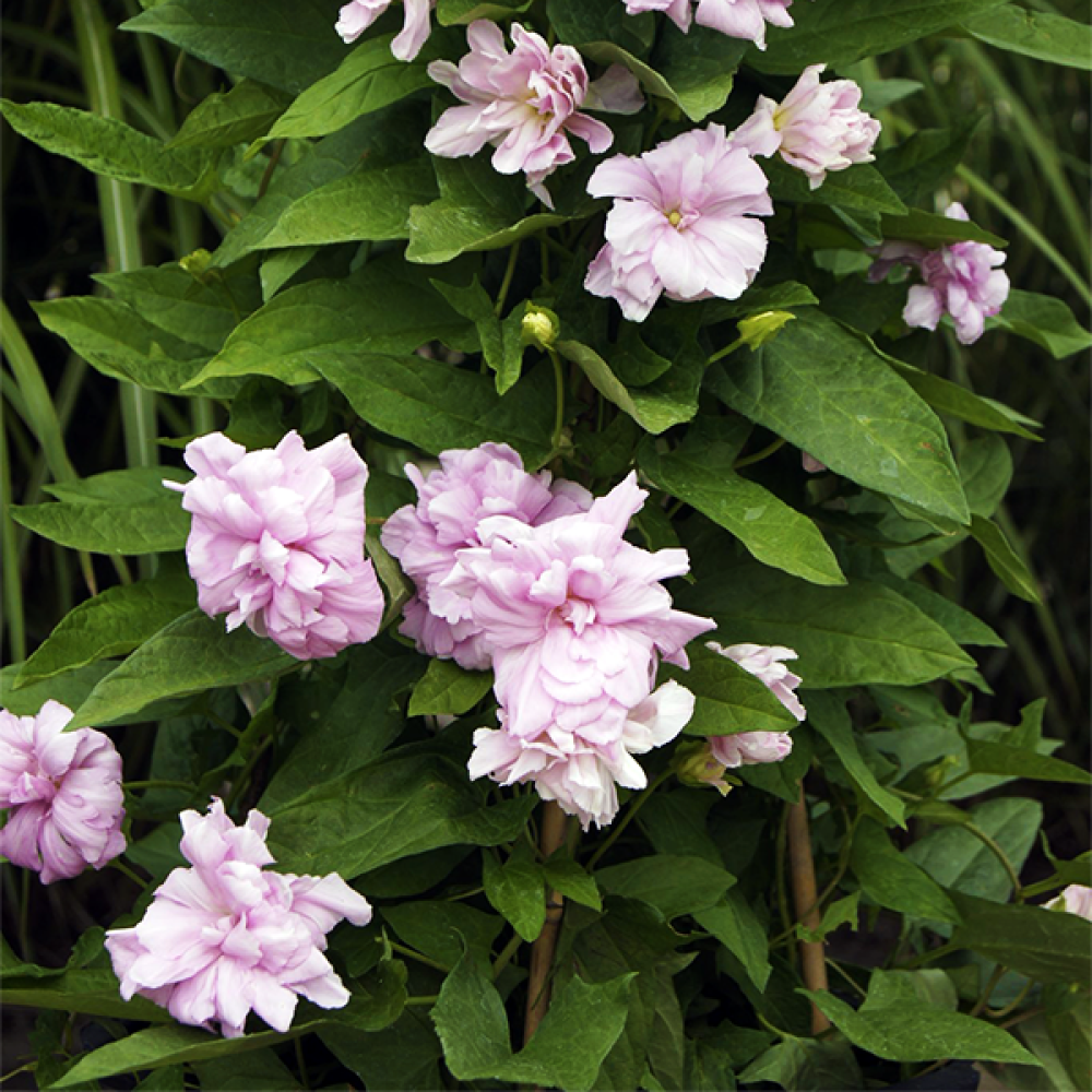 Calystegia hederacea Flore Pleno
