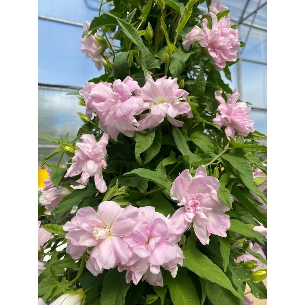 Calystegia hederacea Flore Pleno