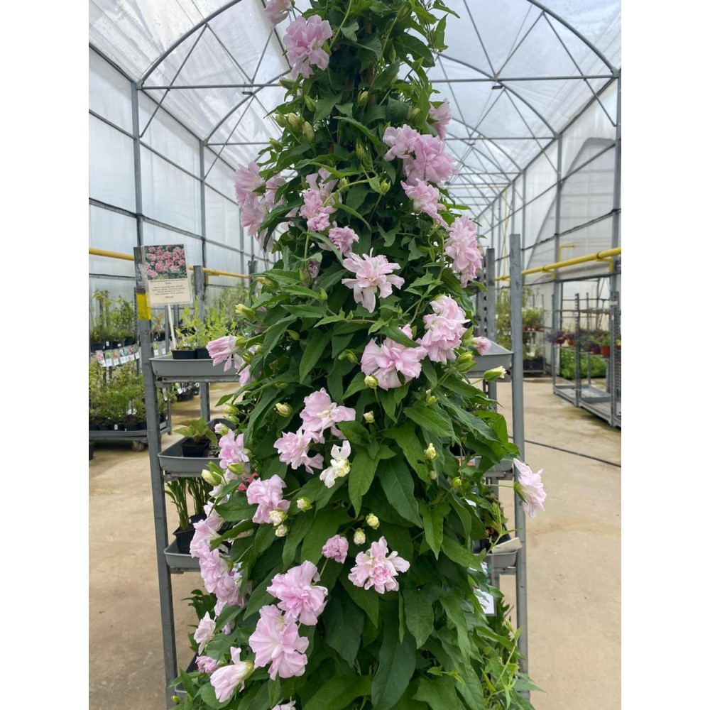 Calystegia hederacea Flore Pleno