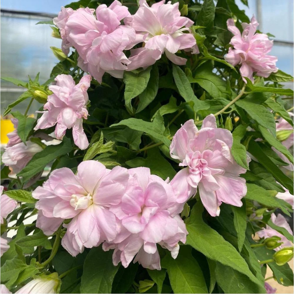 Calystegia hederacea Flore Pleno
