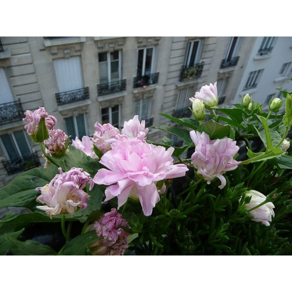 Calystegia hederacea Flore Pleno