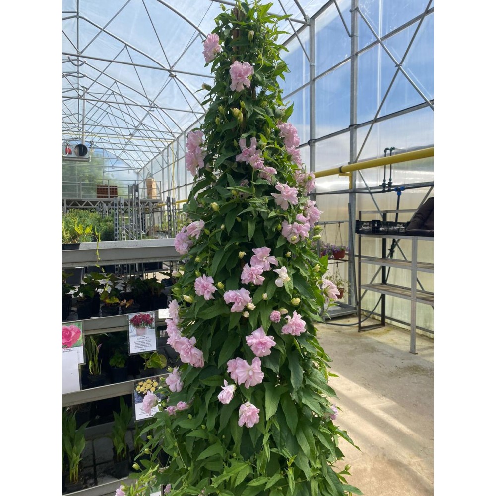 Calystegia hederacea Flore Pleno