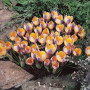 Crocus Advance 